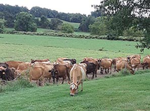 [photo, Dairy cows, Long Green Road, Glen Arm, Maryland]