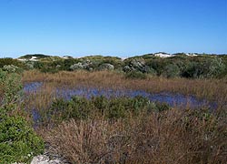 [photo, Assateague Island National Seashore, Berlin (Worcester County), Maryland]