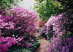 [photo, Azaleas at Ladew Topiary Gardens, Monkton, Maryland]