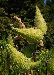  [photo, Milkweed pods (Asclepias syriaca L.), Patterson Park, Baltimore, Maryland]