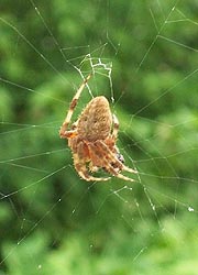 [photo, Barn spider (Neoscona crucifera), Baltimore, Maryland]