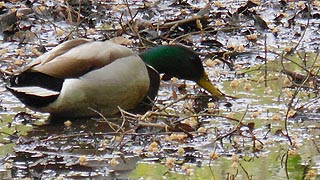 [photo, Male Mallard (Anas platyrhynchos), Annapolis, Maryland]