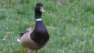 [photo, Mallard drake, Glen Burnie, Maryland]