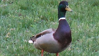 [photo, Mallard drake, Glen Burnie, Maryland]