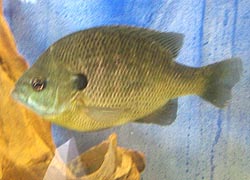 [photo, Bluegill (Lepomis macrochirus), Dept. of Natural Resources exhibit, Maryland State Fair, Timonium, Maryland]