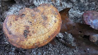 [photo, Mushrooms, Lake Waterford Park, Pasadena, Maryland]