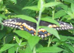 [photo, Black Swallowtail butterfly (Papilio polyxenes), Monkton, Maryland]