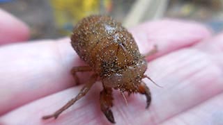 [photo, Beetle, Gibson Island, Maryland]