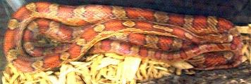 [photo, Red Cornsnake (Pantherosphis guttatus), Dept. of Natural Resources exhibit, Maryland State Fair, Timonium, Maryland]