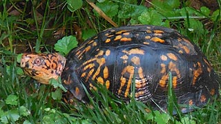 [photo, Eastern Box Turtle (Terrapene c. carolina), Glen Burnie, Maryland]