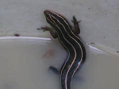 [photo, Five-lined Skink (Plestiodon fasciatus), Glen Burnie, Maryland]