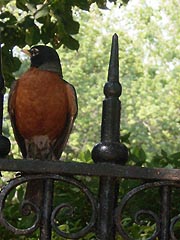 [photo, American Robin (Turdus migratorius) on Government House fence, Annapolis, Maryland]