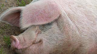 [photo, Hog, Kinder Farm Park, Millersville, Maryland]