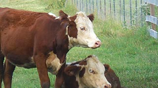 [photo, Cattle, Kinder Farm Park, Millersville, Maryland]