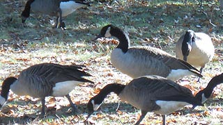 [photo, Canada geese, Fort Smallwood Park, Pasadena, Maryland]