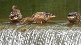 [photo, Mallards, Carroll Creek, Baker Park, Frederick, Maryland]